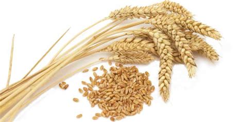 小麦的主要品种_百度知道