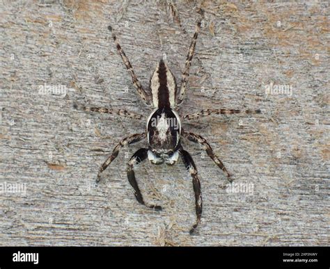 Gray Wall Jumping Spider (Menemerus bivittatus) Arachnida Stock Photo ...