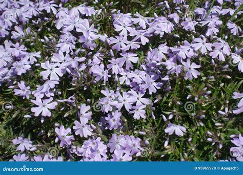 Phlox Subulata The Creeping Phlox, Moss Phlox, Moss Pink Or Mountain ...
