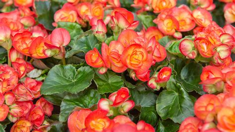 Choosing the Right Begonia for Success : Mulhall's