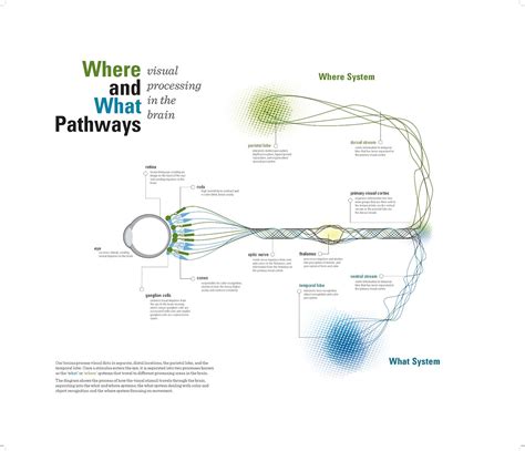 Visual Processing Examples 的图像结果