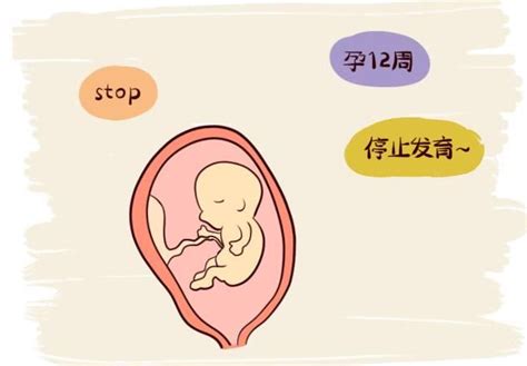 胚胎停育图册_360百科