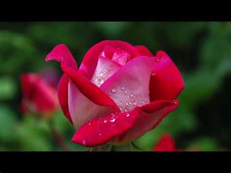 Homemade 410 Reloading Kit 的图像结果