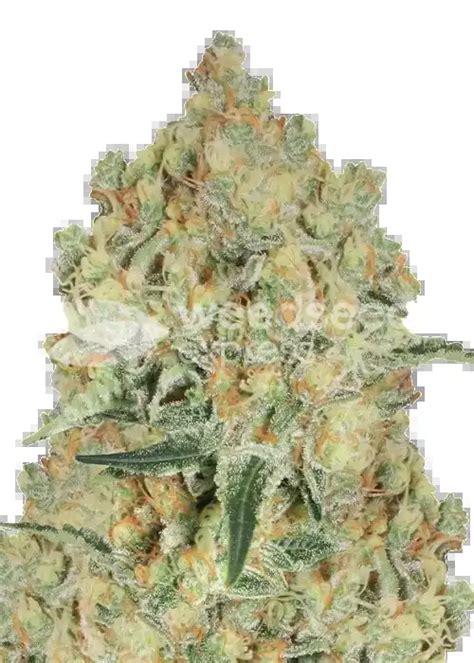 Image result for Alien OG Facts