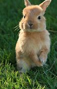 Image result for Cute Bunny Drawing Easy