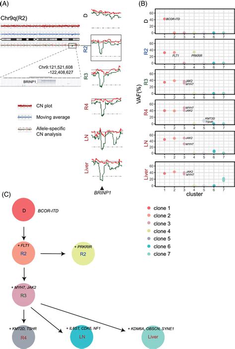 Image result for Copy Number Variation by SNP Array