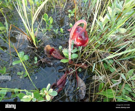 northern purple pitcher plant (Sarracenia purpurea purpurea Stock Photo ...