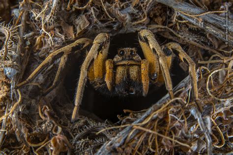 Portrait of the Spanish Tarantula | Javier Aznar González de Rueda ...