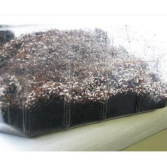 Image result for Spring Tails Fast