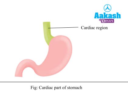 Stomach: Structure, Layers & digestive System | AESL