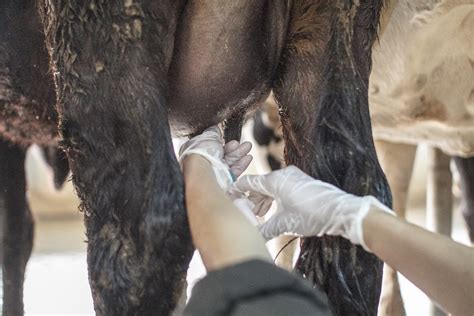 Mastitis in Cows: Causes, Symptoms, Prevention and Treatment | Cargill ...