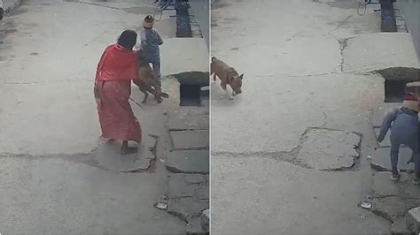 Dog Attack Caught On Camera: Pit Bull Mauls 6-Year-Old Boy In Delhi ...