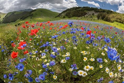 Top 10 Low-Maintenance Wildflowers for Vibrant Seasonal Blooms