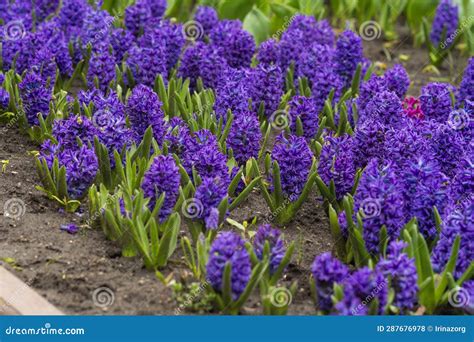 Blue Hyacinth with Soft Petals and Green Leaves , Blooming Hyacinth in ...