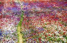 fiori di primavera nomi pota pota 01 03 10 01 04 10 fiori di primavera nomi pota pota 01 03 10 01 04 10