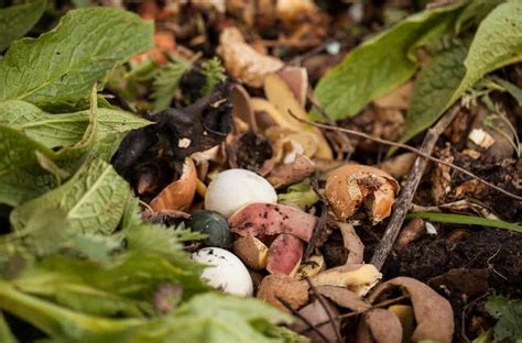 Image result for Worm Composting