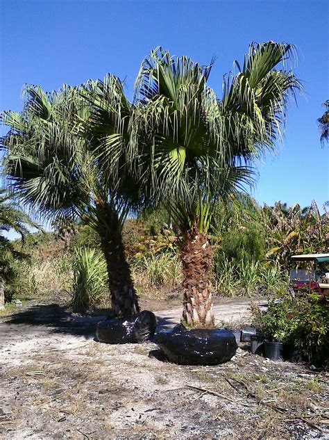 A Quality Plant: Chinese Fan Palm / Livistona chinensis - Cold Hardy Palms