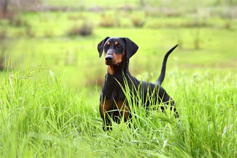 Doberman With Uncropped Ears: The Truth About Ear Cropping