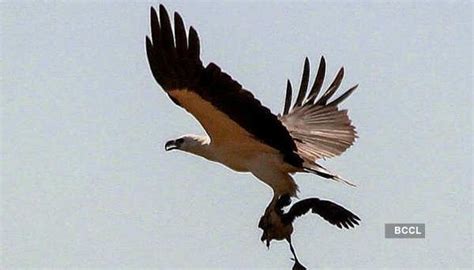 Mayani Bird Sanctuary, MaharashtraLocated in the Vaduj town of ...