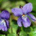 100 Flower Name in English and Hindi with Pictures