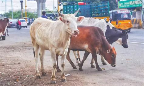 Woman injured by cow in Triplicane, 2nd case this week