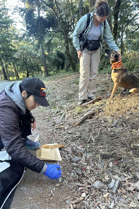 Studying Puma Health Through Scat at the Urban Edge