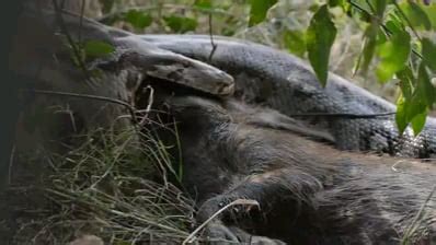 Python Eating a Pig 的图像结果