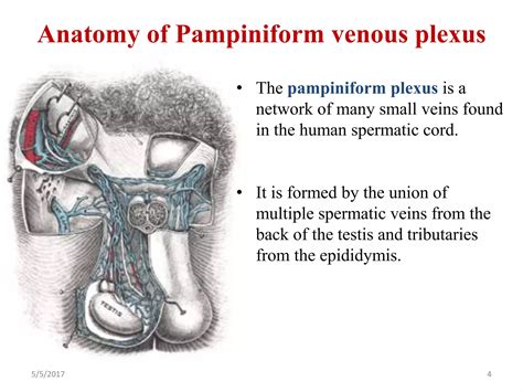 Pampiniform Venous Plexus