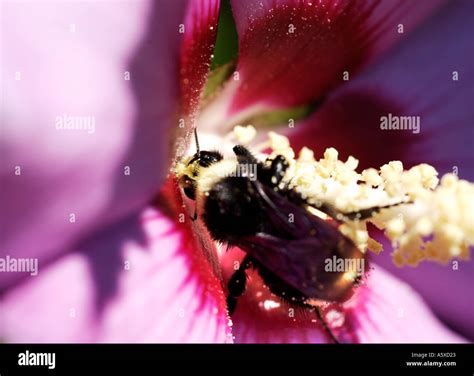 Yellow flower bee on Cut Out Stock Images & Pictures - Alamy