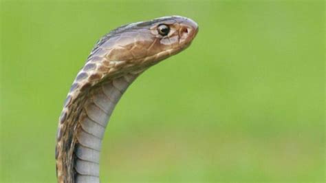 ସର୍ପାଘାତରେ ଭାଇଭଉଣୀ ମୃତ