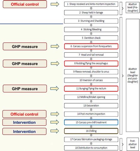 Image result for Sheep Slaughter Process