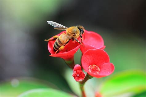 【蜜蜂采花摄影图片】深圳生态摄影_太平洋电脑网摄影部落
