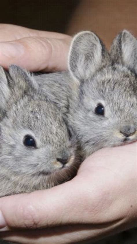 Pygmy Rabbit Facts 的图像结果