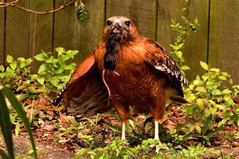 Image result for Hawk Predator Sounds