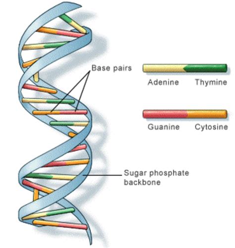 Image result for DNA Structure Simple