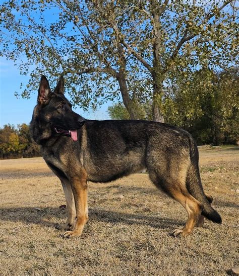X-Large German Shepherd Puppies for Sale | Ayers Legends German Shepherds
