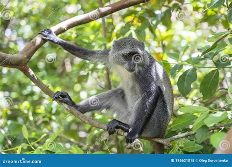 Wild Endemic Blue Monkey Sitting on the Branch in Tropical Forest on the Island of Zanzibar ...