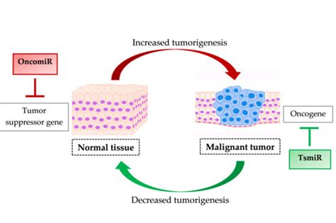 The Regulatory Role of MicroRNAs in Breast Cancer