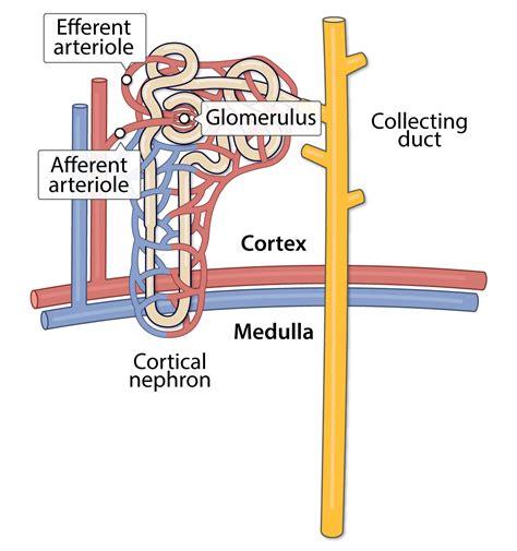 Kidney: Blood Supply (Lesson) – Human Bio Media
