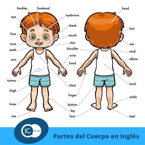 Las Partes Del Cuerpo En Ingles