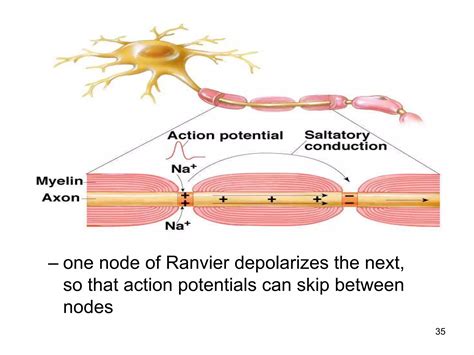 NERVE PHYSIOLOGY- CLASSIFICATION & PROPERTIES OF NERVE FIBERS | PPT