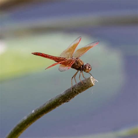 Red Dragonfly Spiritual Meaning - Awakening State
