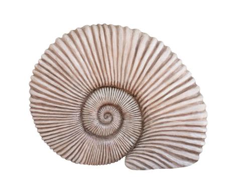 Image result for Round Shell Fossil
