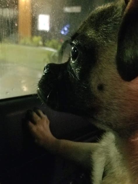 Gentle Care Animal Hospital - 2301 NW 178th St, Edmond, OK 73012 ...