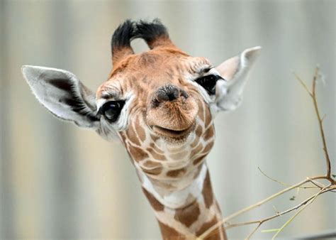 Baby Giraffe Information at Taj Mccrone blog