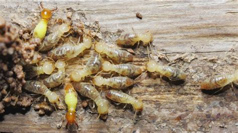 Termites Eating Wood