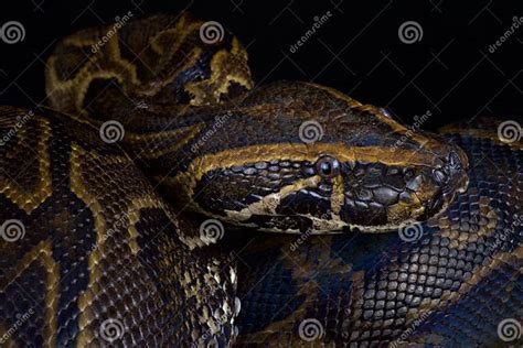Image result for Central African Rock Python