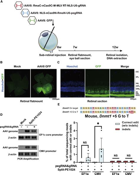 Dual-AAV delivering split prime editor system for in vivo genome editing: Molecular Therapy
