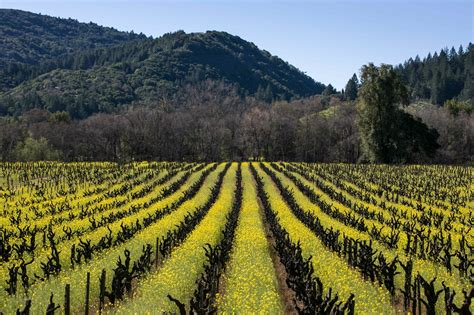 Dry Creek Valley’s Past and Present - Sonoma County Winegrowers