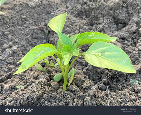 Seedlings Bell Pepper Closeup Growing Ground Stock Photo 1997913896 ...